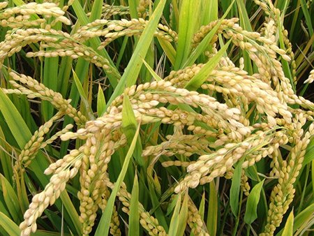 天长市强国家庭农场-水稻的稻谷储存